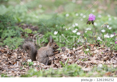早春の森と可愛いエゾリス 早春の森と可愛いエゾリス 126190252