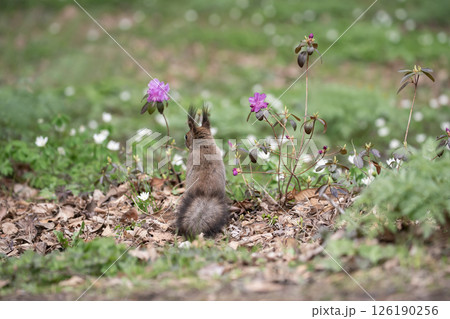 早春の森と可愛いエゾリス 早春の森と可愛いエゾリス 126190256