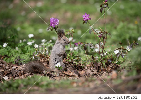 早春の森と可愛いエゾリス 126190262