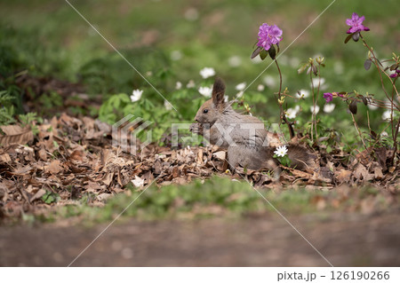 早春の森と可愛いエゾリス 126190266