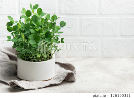 Fresh pea microgreens growing in white pot on kitchen counter Fresh pea microgreens growing in white pot on kitchen counter 126190311