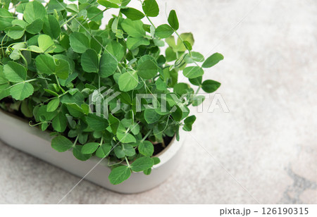 Fresh pea microgreens growing in a pot on a gray background 126190315
