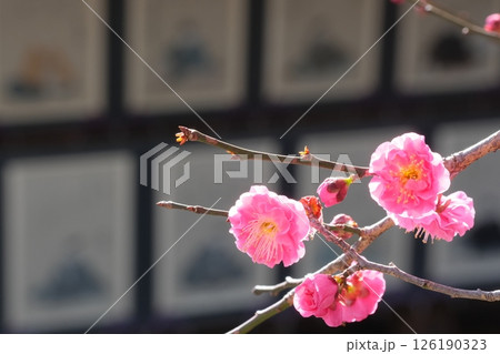 紅梅と三十六歌仙 126190323