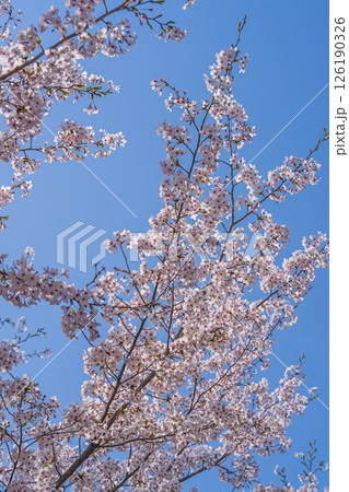 青空に映える桜 青空に映える桜 126190326