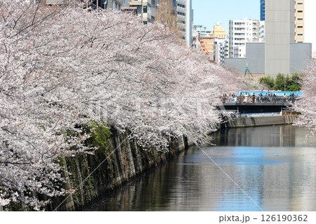 東京都市風景　目黒川の桜 126190362