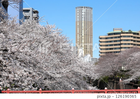 東京都市風景　目黒川の桜 126190365