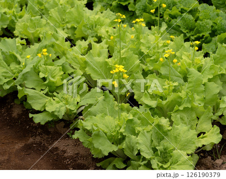 サンチュの栽培 126190379