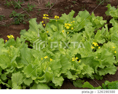 サンチュの栽培 126190380