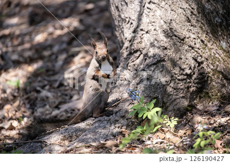 早春の森で駆け回る蝦夷栗鼠 126190427