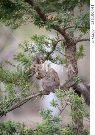 早春の森で駆け回る蝦夷栗鼠 126190441