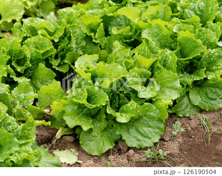 サントウサイの栽培 126190504