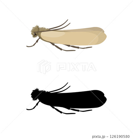 Webbing clothes moth and its silhouette isolated on white background Webbing clothes moth and its silhouette isolated on white background 126190580