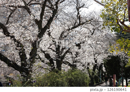 東京都市風景 目黒川の桜 東京都市風景 目黒川の桜 126190641