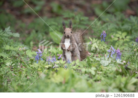 山野草の森で遊ぶエゾリス 126190688