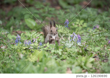 山野草の森で遊ぶエゾリス 126190690
