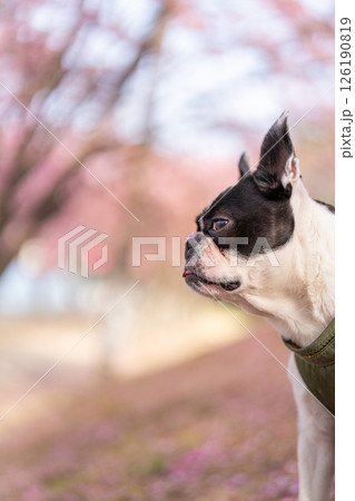 【春】ボストン・テリア【桜】 【春】ボストン・テリア【桜】 126190819