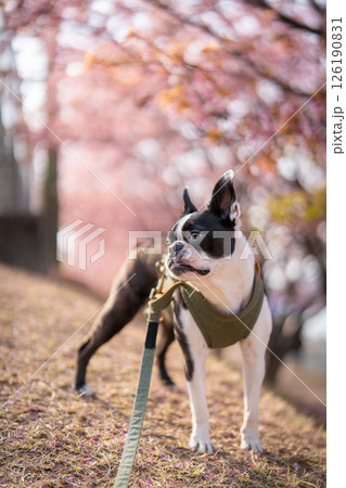 【春】ボストン・テリア【桜】 【春】ボストン・テリア【桜】 126190831