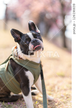 【春】ボストン・テリア【桜】 126190839