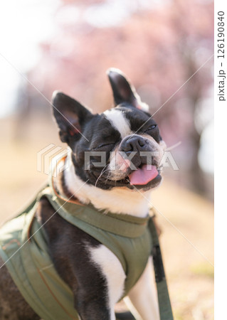 【春】ボストン・テリア【桜】 【春】ボストン・テリア【桜】 126190840