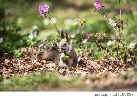 早春の森と可愛いエゾリス 早春の森と可愛いエゾリス 126190857