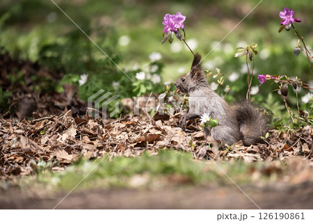 早春の森と可愛いエゾリス 126190861