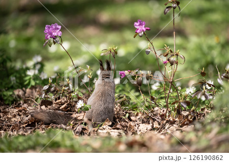 早春の森と可愛いエゾリス 126190862