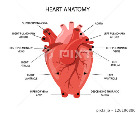 Human heart anatomy. Medical structure of internal organ. Educational information poster. Vector illustration in flat cartoon style 126190880