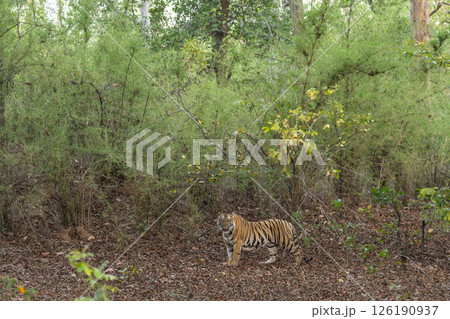 wild female bengal tiger panthera tigris tigress on territory stroll walking posing eye contact green bamboo trees background in safari at bandhavgarh national park forest reserve madhya pradesh india wild female bengal tiger panthera tigris tigress on territory stroll walking posing eye contact green bamboo trees background in safari at bandhavgarh national park forest reserve madhya pradesh india 126190937