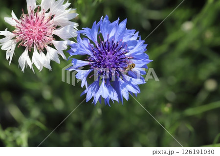 春の野原に咲くヤグルマギクの花に止まるナミホシヒラタアブ 126191030