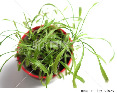 食虫植物　モウセンゴケ 126191075