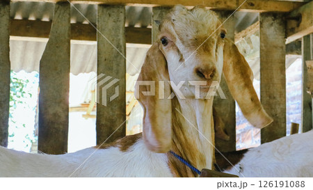 Goats looking directly at the camera at the farm, funny animal tradisional livestock farm before eid Al adha season. 126191088