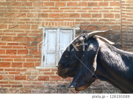 Black Goat in a farm, funny animal tradisional livestock farm before eid Al adha season. Black Goat in a farm, funny animal tradisional livestock farm before eid Al adha season. 126191089