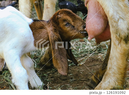 Young Goat drinking its mother's milk in village farm. Goat family, funny animal tradisional livestock farm before eid Al adha season. Young Goat drinking its mother's milk in village farm. Goat family, funny animal tradisional livestock farm before eid Al adha season. 126191092
