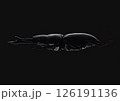 クワガタ 126191136