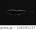 クワガタ 126191137