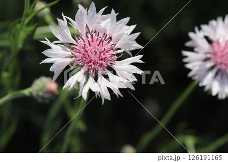 春の野原に咲く白い舌状花にピンク色の筒状花のヤグルマギク 春の野原に咲く白い舌状花にピンク色の筒状花のヤグルマギク 126191165
