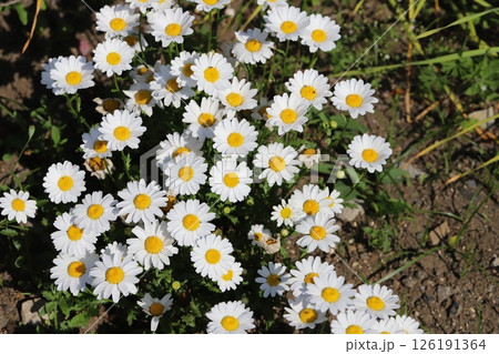 春の庭に咲く白いヒナギクの花 春の庭に咲く白いヒナギクの花 126191364