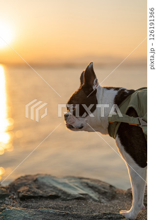 ボストン・テリア 126191366