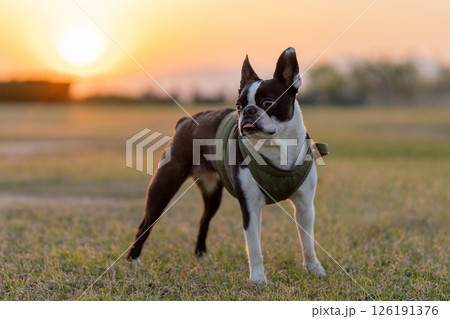 ボストン・テリア ボストン・テリア 126191376