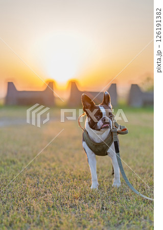 ボストン・テリア ボストン・テリア 126191382