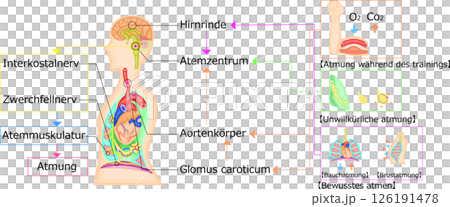呼吸運動調節圖解德語 126191478