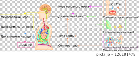 呼吸運動　調節　イラスト　ロシア語 126191479