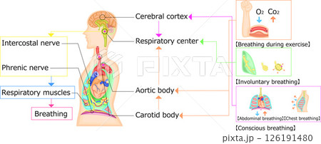 呼吸運動　調節　イラスト　英語 126191480
