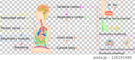 Respiratory exercise regulation illustration English Respiratory exercise regulation illustration English 126191480