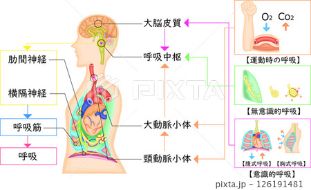 呼吸運動　調節　イラスト　日本語 126191481