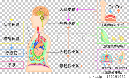 呼吸運動　調節　イラスト　日本語 126191481
