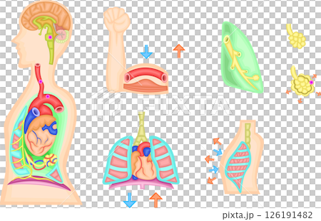 呼吸運動　調節　イラスト 126191482