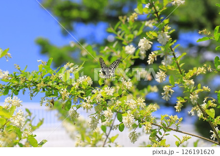 満開の水蠟の木（イボタノキ） 126191620