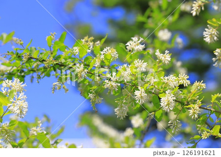 満開の水蠟の木（イボタノキ） 126191621