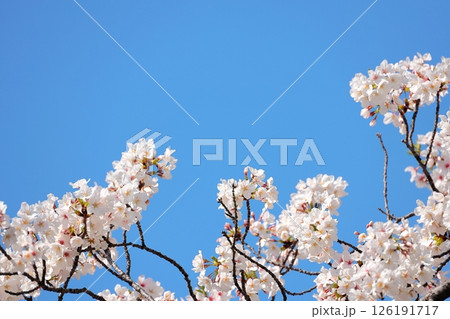 東京都市風景 目黒川の桜 東京都市風景 目黒川の桜 126191717